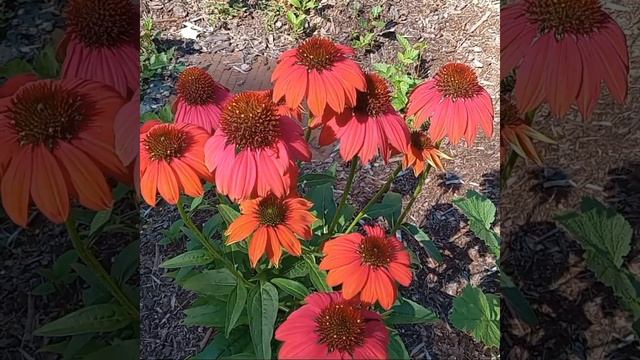 Echinacea смотреть онлайн