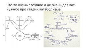 26.3 Поджелудочная железа. Метаболизм