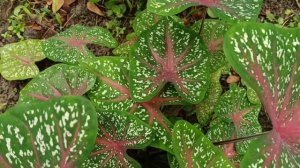 彩叶芋 Caladium Bicolor