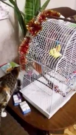 Я против совместного содержания птиц и кошек....