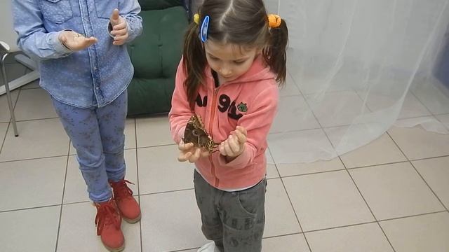 Запускаем жука смотреть онлайн