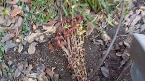 Готовлю хризантемы к зиме.