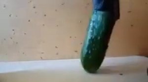 огурец играет на трубе а помидор воч ю ноу #shorts