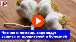 Чеснок — щит огорода! Секрет защиты растений от болезней и вредителей — вот как!