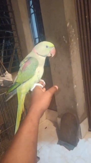 বিগ সাইজ আলেকজান্ডার এত কম দামে😱😱|Pakistani Alexander|#pakhir_rajjo#mirpur_1_pakhir_hat #alexander смотреть онлайн