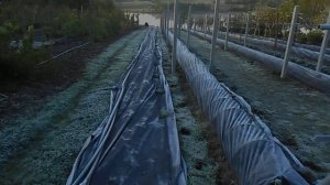 Защита винограда от весенних заморозков часть 2