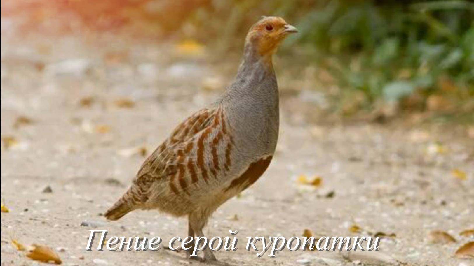 Звук