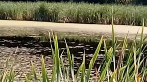 Ягдтерьер. Натаска по утке на воде. Jagdterrier training on a duck on the water
