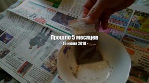 Еще о размножении терновника семенами - стратификация и посадка колючей сливы