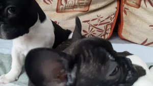 французский Бульдог