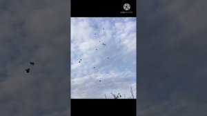 Голуби бойные