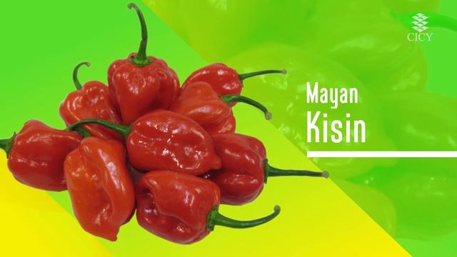 Variedades registradas de chile habanero смотреть онлайн