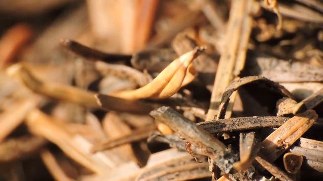Formicoxenus nitidulus dans un nid de Formica смотреть онлайн