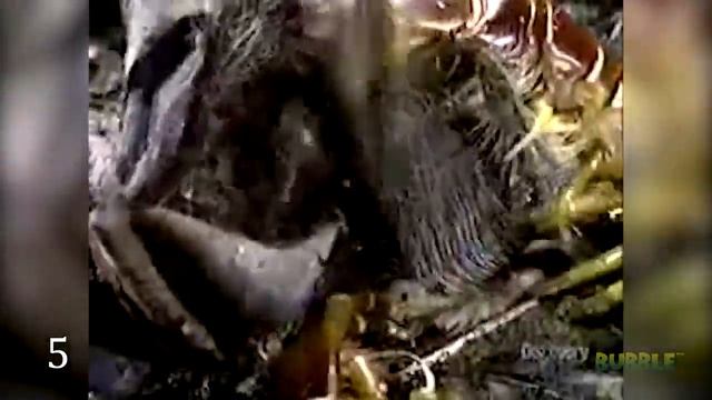 10 СУМАСШЕДШИХ БИТВ ЖИВОТНЫХ СНЯТЫХ НА КАМЕРУ смотреть онлайн