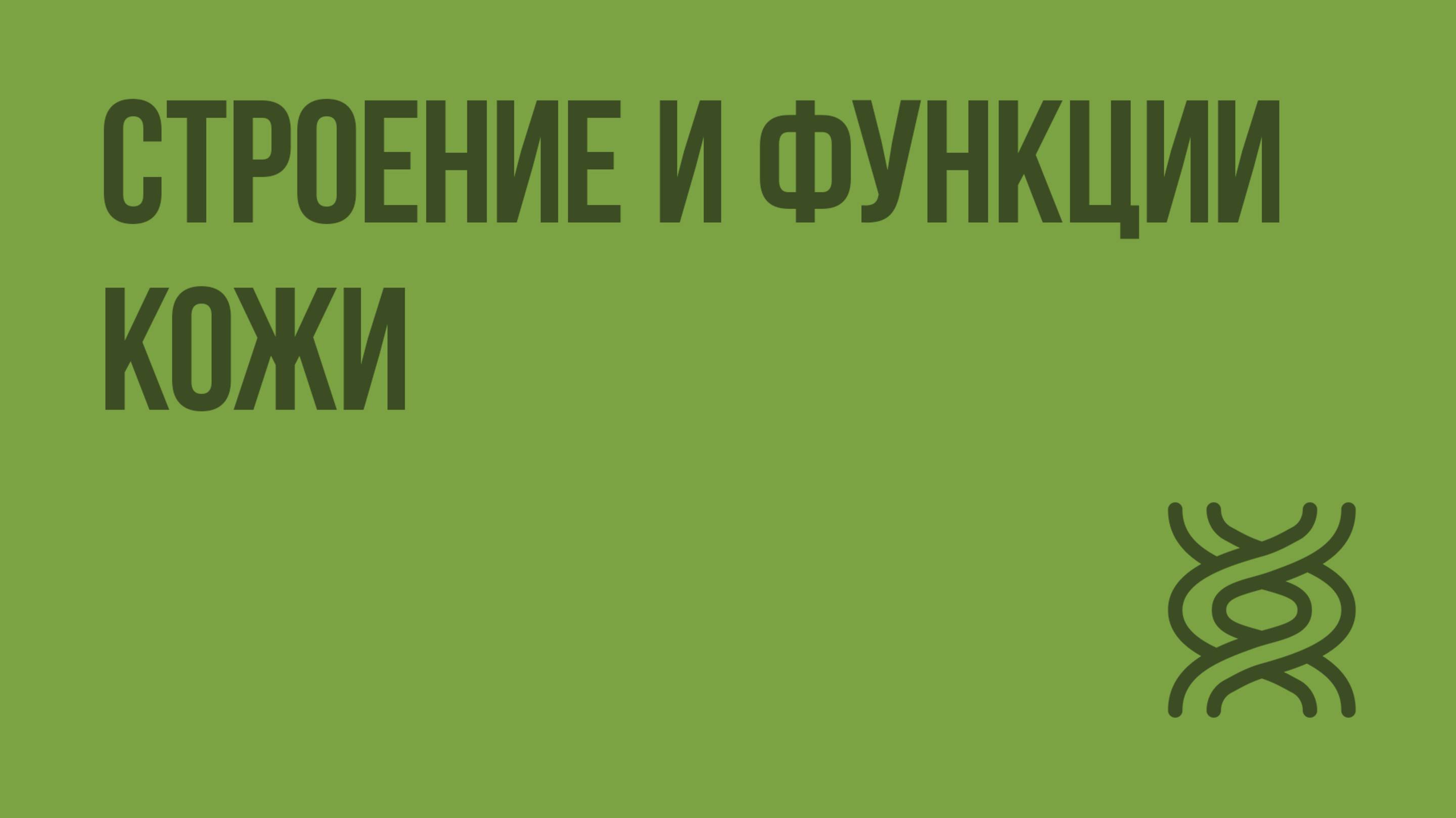 Строение и функции кожи. Видеоурок по биологии 8 класс