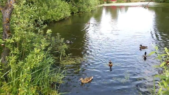 Кормим уток (Лето 2016) смотреть онлайн