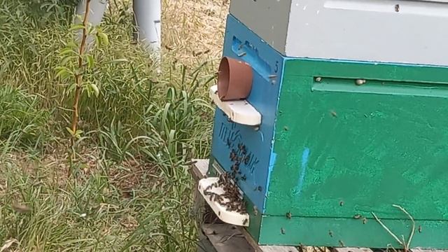 облет пчелок смотреть онлайн