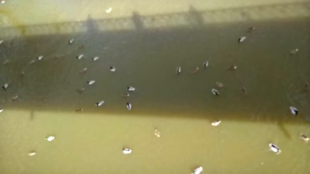 Клязьминская утялка. смотреть онлайн