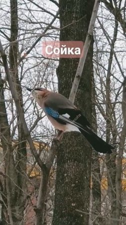 Йоу, сойка я!На удачу встретишь ты меня.Сойка#shorts-YOUTUBE
