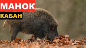 🔊ЗВУК (ГОЛОС) КАБАН НА КОРМЕШКЕ