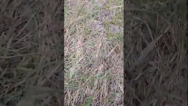 Срочно щенки ищут дом, куратора. Москва.89964422627 смотреть онлайн