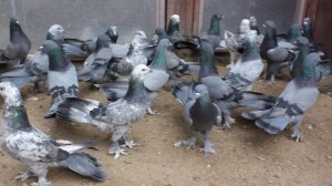 Baki Goyercinleri  Бакинские Голуби Baku Pigeons Ruslan_Sahin 2022