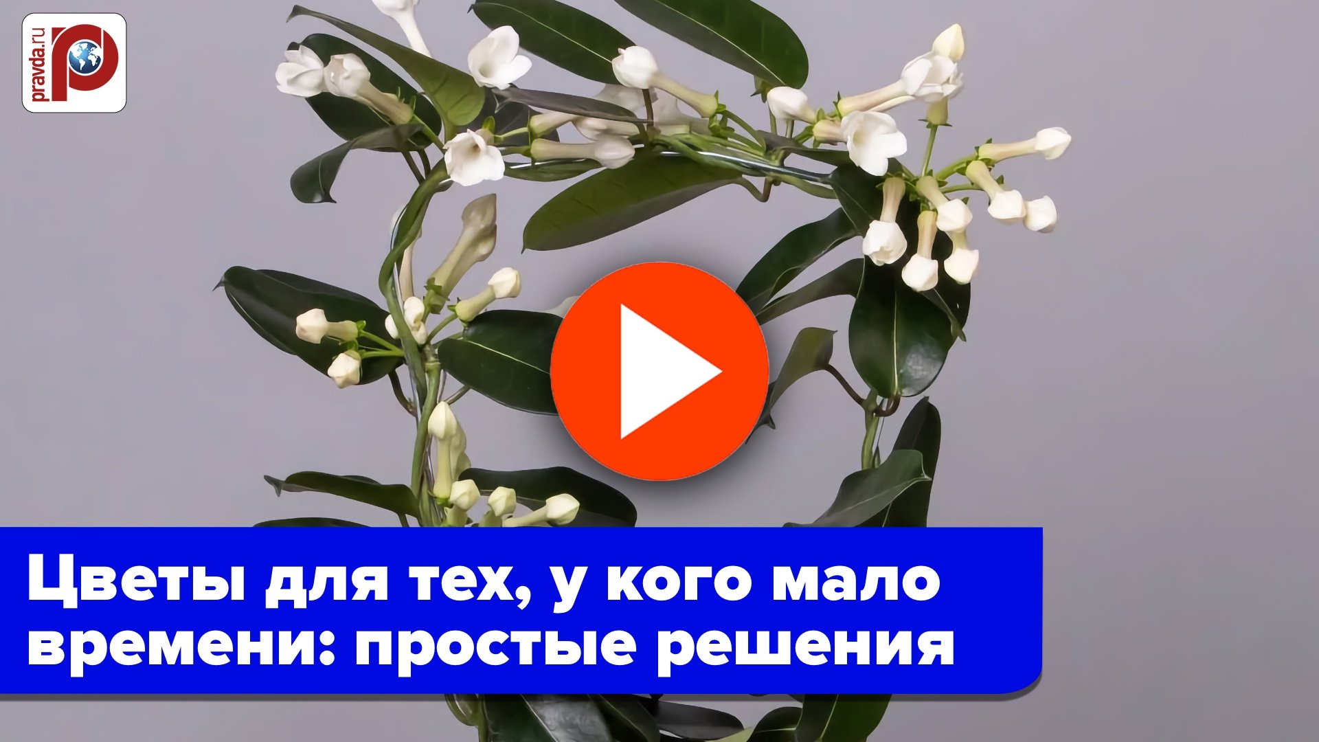 Цветут даже без заботы: эти комнатные цветы выживут у каждого — выбирайте неприхотливые