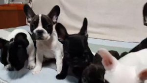 щенки французского бульдога.