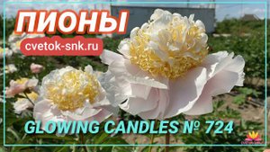 Пион Glowing Candles. Цветение 2022 года / Сад Ворошиловой