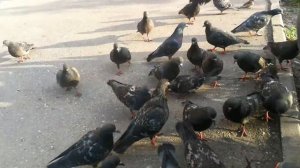 Шок!!!🙆 нападение голубей на человека!!!🙆🙆🙆🙆