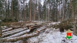 Инженер по лесопользованию из Брянской области обвиняется в незаконной рубке леса на 14,4 млн рубле