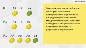 24. Законы Менделя. Моногибрид. скрещ-е. Дигибрид. скрещ-е