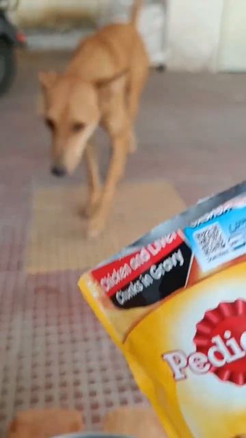 #shorts Julie's chicken obsession 🤤 | #dog #straydogs #food #feed #chicken #obsession смотреть онлайн