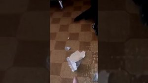 Ругают лабрадора