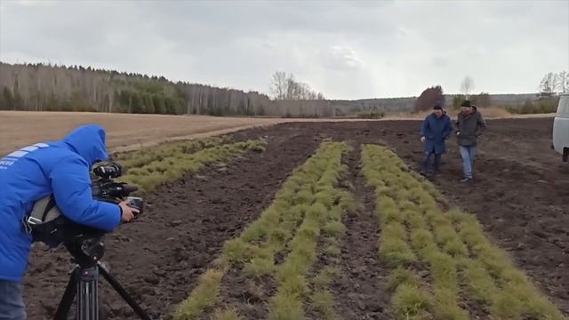 #инсайтtv Что и как_ лесовосстановление