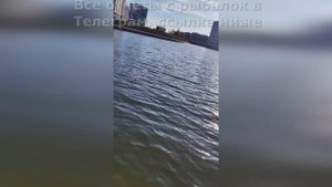 Трофейный сазан в Санкт-Петербурге на Дудергофском канале. Рыбалка в СПб и Ленинградской области