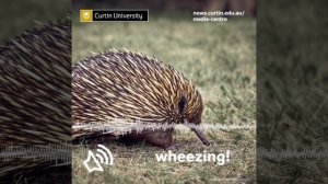 Sound production by the short‐beaked echidna