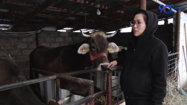 Кесибин мал чарбасына алмаштырган юрист \\ Кыялдан чыккан бизнес смотреть онлайн