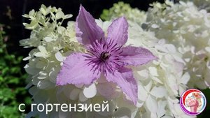 КЛЕМАТИС Хегли Хибрид. Описание сорта. Каталог в ватсап 89193271772