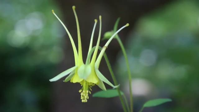 Aquilegia, Columbine Plants or Granny Bonnet  Plants смотреть онлайн