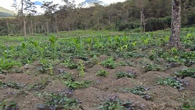 Посмотрели местные плантации папуасов и жизнь в сердце долины Балием – город Вамена смотреть онлайн