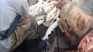 Как только он вытащил акулу на борт, понял, что времени очень мало и нужно действовать