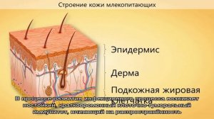 Вульгарное импетиго