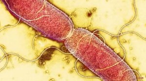 Урок 4 Биологическое Оружие! 1