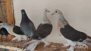 Golubi,Bakinci,Голуби Бакинцы,И другие, pigeons