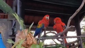 Лучшее обучающее видео для детей «Собака, Крокодил, Тигр, Лошадь, Корова»