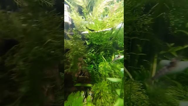 Бабаулити страйп -зебра смотреть онлайн