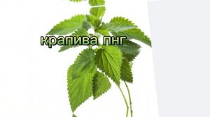 все виды крапивы @Крутокиц @Пусясвами