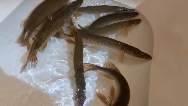 Щуки в Ванной смотреть онлайн