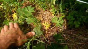 Сажаю желуди дубов и маньчжурские орехи в открытый грунт осенью